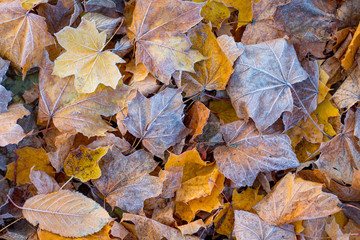 Texture of dry autumn leaves, covered with frost_