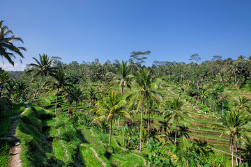 Fototapeta na wymiar Tegallalang Rice Terraces in Ubud is famous for its beautiful scenes of rice paddies involving the subak (traditional Balinese cooperative irrigation system
