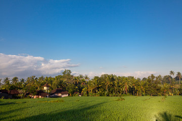 Terrace Rice Fields in Bali, indonesia