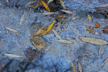 oil stain on the water of the reservoir with fallen leaves