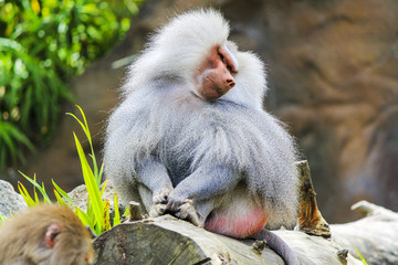 A Male Baboon Monkey with A Beautiful Fur