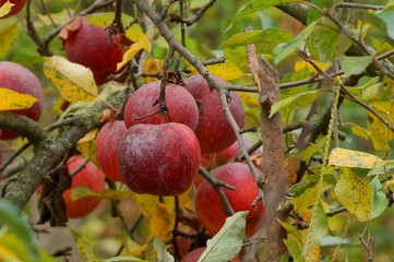 red apples on a tree branch with yellow and green leaves