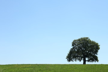 Solitary Oak Tree In A Meadow - 232367934