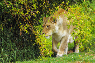 Naklejka na ściany i meble Lion Patrolling Surrounding Area in Captivity