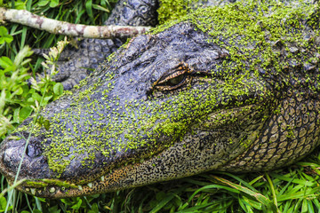A Close Up Shot of A Big Crocodile Head
