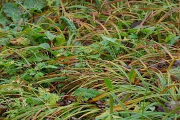 natural plant texture of green and brown long grass