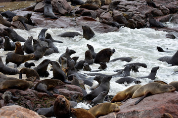 Robben im Cape Cross Seal Reserve Namibia 