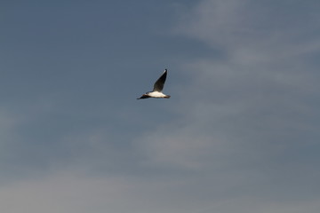 seagull in flight