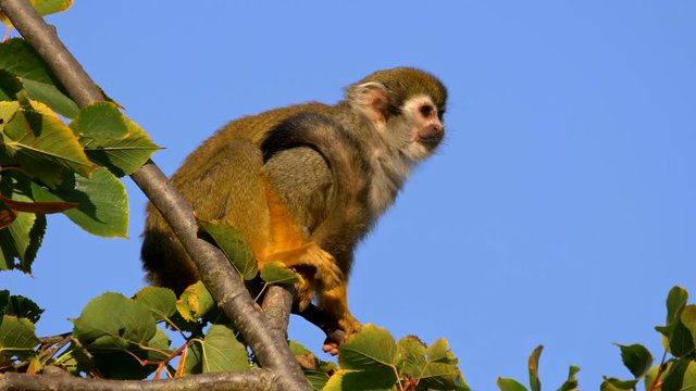 Common squirrel monkey (Saimiri sciureus)