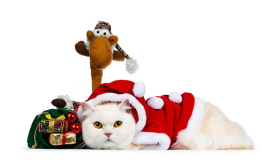 Cute cream adult Britisch Shorthair cat dressed in Santa suit laying down side ways with green xmas...
