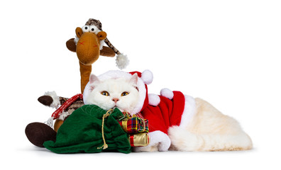 Cute cream adult Britisch Shorthair cat dressed in Santa suit laying down side ways with head on...
