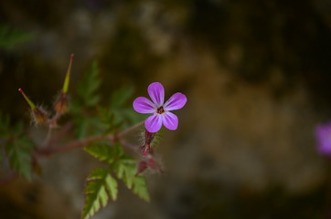 tiny pink purple flower