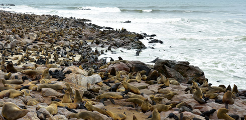Robben im Cape Cross Seal Reserve Namibia 