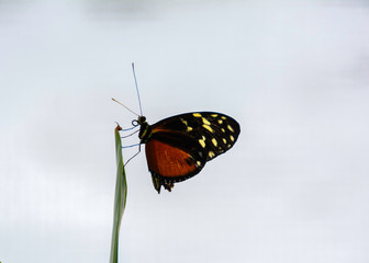 butterfly on stick