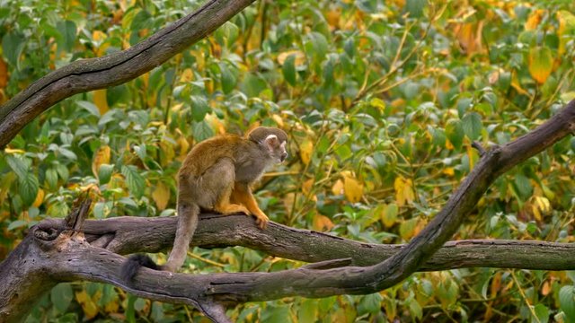 Common squirrel monkey (Saimiri sciureus) catching flies