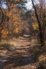 Autumn forest with rays of warm light illuminating the golden foliage and footpath leading to the scene. Magnificent autumn scene in a colorful forest. Concept of beauty of the nature. Autumn calendar