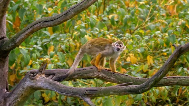 Common squirrel monkey (Saimiri sciureus) catching flies