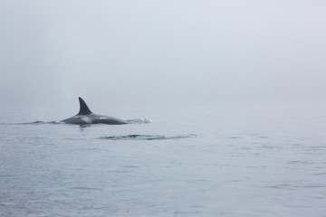 Naklejka premium flipper of the whale killer in the fog in the sea