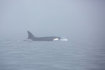 Fototapeta premium a whale killer in the fog in the sea