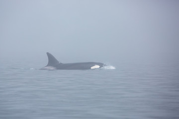  a whale killer in the fog in the sea