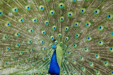 Obraz premium Displaying Peacock