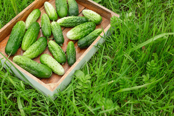 Fresh cucumbers in the box on the green grass.