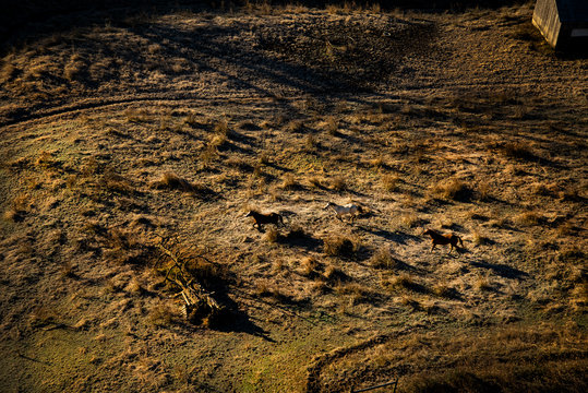 Aerial of horses on a field 