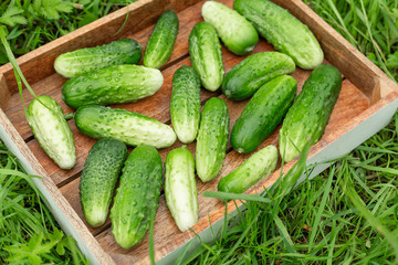 Fresh cucumbers in the box on the green grass.
