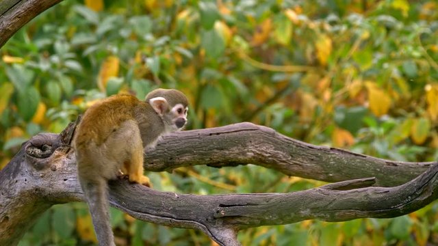 Common squirrel monkey (Saimiri sciureus) catching flies