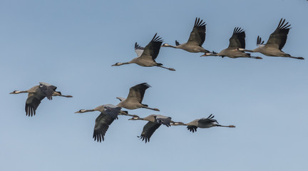 Kraniche in der luft © Klaus Haase 