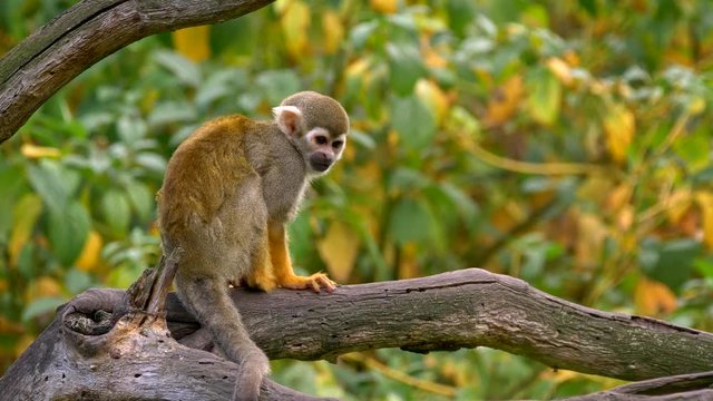 Common squirrel monkey (Saimiri sciureus) catching flies