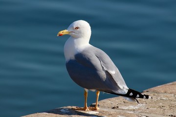 Fototapeta na wymiar Seagull on dock