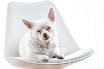 weißer Hund auf Stuhl vor weißem hintergrund