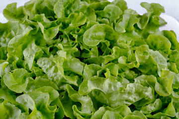 fresh green lettuce in the garden