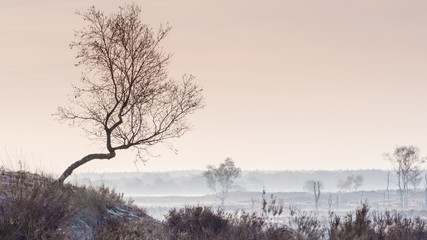 Pastel tones at the moors of Kalmthout