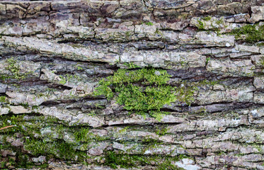 the texture of the tree bark