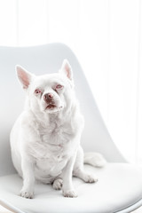 weißer Hund auf Stuhl vor weißem hintergrund