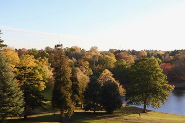 Tree canopy in park