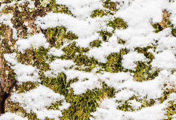 the texture of the tree bark