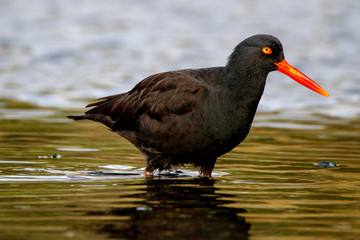 Black Oystercatcher