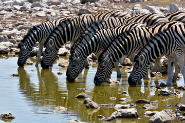 Fototapeta na wymiar Zebras beim Trinken im Etosha National Park Namibia