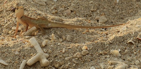 Thai lizzard