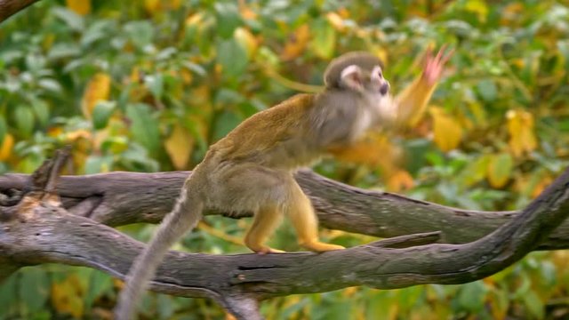 Common squirrel monkey (Saimiri sciureus) catching flies