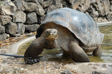 Galapagos Tortoise
