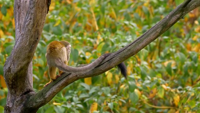 Common squirrel monkey (Saimiri sciureus) catching flies