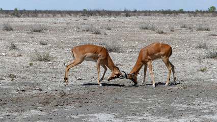 Impalas beim Kämpfen im Etosha National Park Kenia