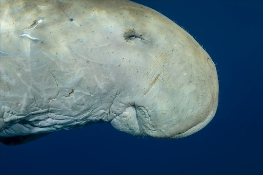 Dugong sleeping in blue water, Red Sea,  Hermes Bay,  Marsa Alam, Egypt