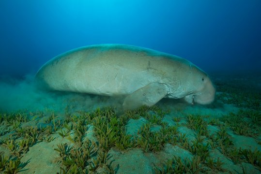 Dugong eating sea grass, Red Sea,  Hermes Bay,  Marsa Alam, Egypt