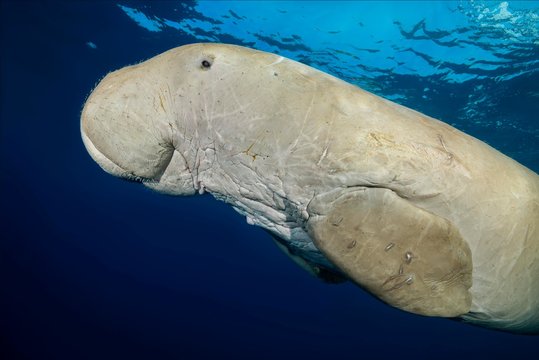 Dugong swimming under surface of blue water, Egypt