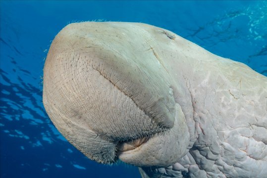 Dugong swimming  under surface of blue water, Egypt